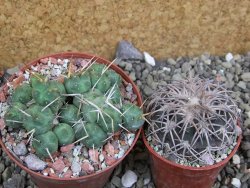 Tephrocactus rossianus, pot 8 cm - 12401422