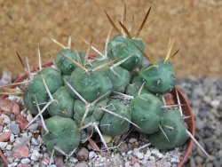 Tephrocactus rossianus, pot 8 cm - 12401424