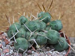 Tephrocactus rossianus, pot 8 cm - 12401425