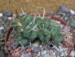 Tephrocactus rossianus, pot 8 cm - 12401426