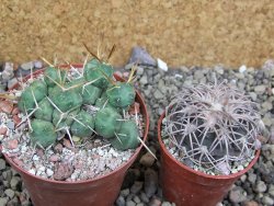 Tephrocactus rossianus, pot 8 cm - 12401427