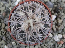 Gymnocalycium spegazzinii punillaense Tom 06-81/1 El Obelisco, pot 5,5 cm - 12401428