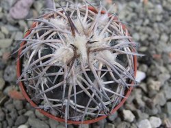 Gymnocalycium spegazzinii punillaense Tom 06-81/1 El Obelisco, pot 5,5 cm