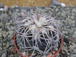 Gymnocalycium spegazzinii punillaense Tom 06-81/1 El Obelisco, pot 5,5 cm - 12401430