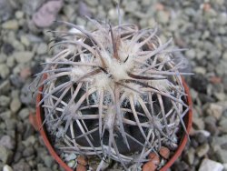 Gymnocalycium spegazzinii punillaense Tom 06-81/1 El Obelisco, pot 5,5 cm - 12401431