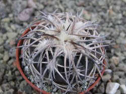 Gymnocalycium spegazzinii punillaense Tom 06-81/1 El Obelisco, pot 5,5 cm - 12401432