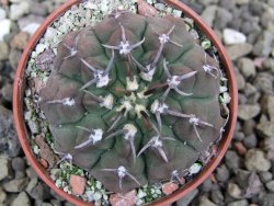 Gymnocalycium vatteri unguispinum, pot 5,5 cm - 12401433