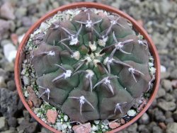 Gymnocalycium vatteri unguispinum, pot 5,5 cm - 12401434