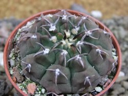 Gymnocalycium vatteri unguispinum, pot 5,5 cm