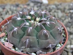 Gymnocalycium vatteri unguispinum, pot 5,5 cm - 12401436