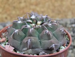 Gymnocalycium vatteri unguispinum, pot 5,5 cm - 12401437