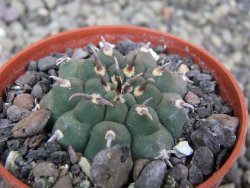 Gymnocalycium vatteri unguispinum, pot 5,5 cm