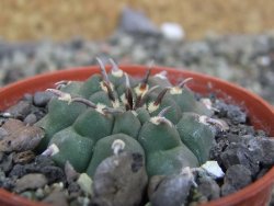 Gymnocalycium vatteri unguispinum, pot 5,5 cm - 12401439