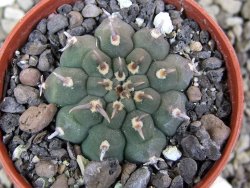 Gymnocalycium vatteri unguispinum, pot 5,5 cm - 12401440