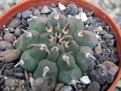 Gymnocalycium vatteri unguispinum, pot 5,5 cm - 12401441