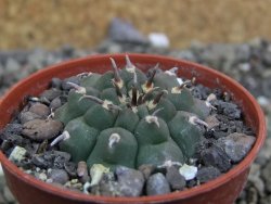 Gymnocalycium vatteri unguispinum, pot 5,5 cm - 12401442