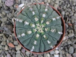 Gymnocalycium vatteri unguispinum, pot 5,5 cm - 12401443