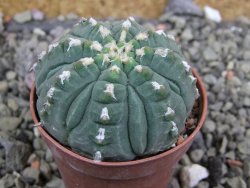 Gymnocalycium vatteri unguispinum, pot 5,5 cm