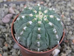 Gymnocalycium vatteri unguispinum, pot 5,5 cm - 12401445