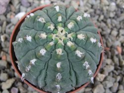 Gymnocalycium vatteri unguispinum, pot 5,5 cm - 12401446