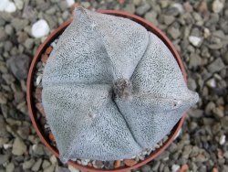 Astrophytum coahuilense tricostatum pot 6,5 cm - 12401447