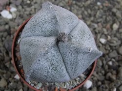 Astrophytum coahuilense tricostatum pot 6,5 cm - 12401448