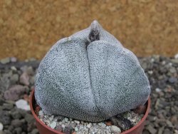 Astrophytum coahuilense tricostatum pot 6,5 cm - 12401449