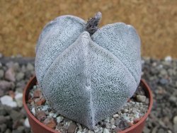 Astrophytum coahuilense tricostatum pot 6,5 cm - 12401450