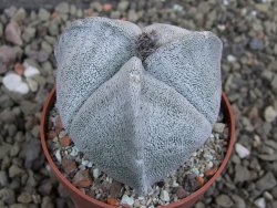 Astrophytum coahuilense tricostatum pot 6,5 cm