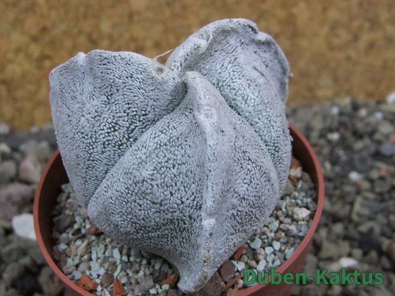 Astrophytum coahuilense tricostatum pot 6,5 cm