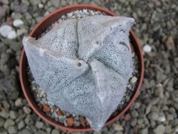 Astrophytum coahuilense tricostatum pot 6,5 cm - 12401452