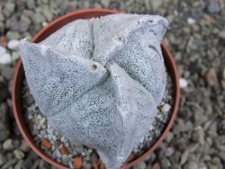 Astrophytum coahuilense tricostatum pot 6,5 cm - 12401453