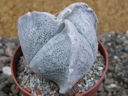 Astrophytum coahuilense tricostatum pot 6,5 cm - 12401454