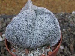 Astrophytum coahuilense tricostatum pot 6,5 cm - 12401456