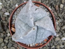 Astrophytum coahuilense tricostatum pot 6,5 cm - 12401457