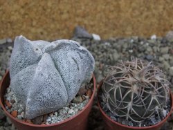 Astrophytum coahuilense tricostatum pot 6,5 cm - 12401458