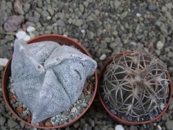 Astrophytum coahuilense tricostatum pot 6,5 cm - 12401459