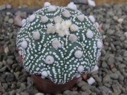 Astrophytum Hanazano Kabuto B  pot 5,5 cm