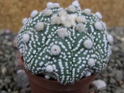 Astrophytum Hanazano Kabuto B  pot 5,5 cm - 12401461