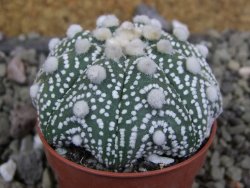 Astrophytum Hanazano Kabuto B  pot 5,5 cm - 12401462