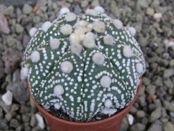 Astrophytum Hanazano Kabuto B  pot 5,5 cm - 12401463