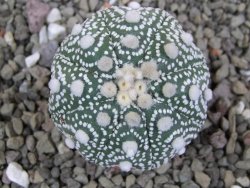 Astrophytum Hanazano Kabuto B  pot 5,5 cm - 12401464