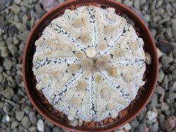 Astrophytum Super Kabuto pot 6,5 cm - 12401467