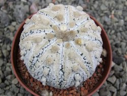 Astrophytum Super Kabuto pot 6,5 cm - 12401468