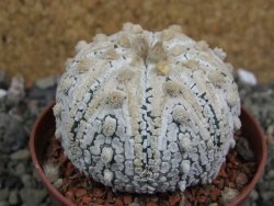 Astrophytum Super Kabuto pot 6,5 cm - 12401469