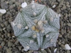 Astrophytum Z Jasenné pot 5,5 cm - 12401470