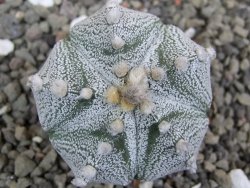 Astrophytum Z Jasenné pot 5,5 cm - 12401471