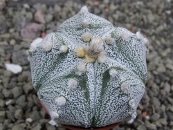 Astrophytum Z Jasenné pot 5,5 cm