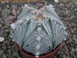 Astrophytum Z Jasenné pot 5,5 cm - 12401473