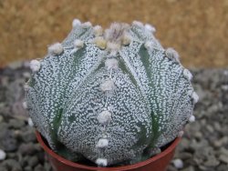 Astrophytum Z Jasenné pot 5,5 cm - 12401474